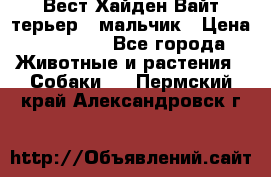 Вест Хайден Вайт терьер - мальчик › Цена ­ 35 000 - Все города Животные и растения » Собаки   . Пермский край,Александровск г.